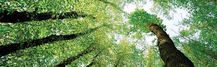 Sustainability Sustainability